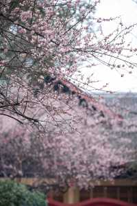 成都超有氛圍感梅花觀賞地｜青羊宮