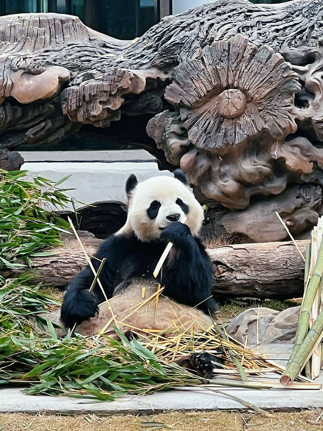 【來岳陽旅行｜一次看10只大熊貓｜萌化了】