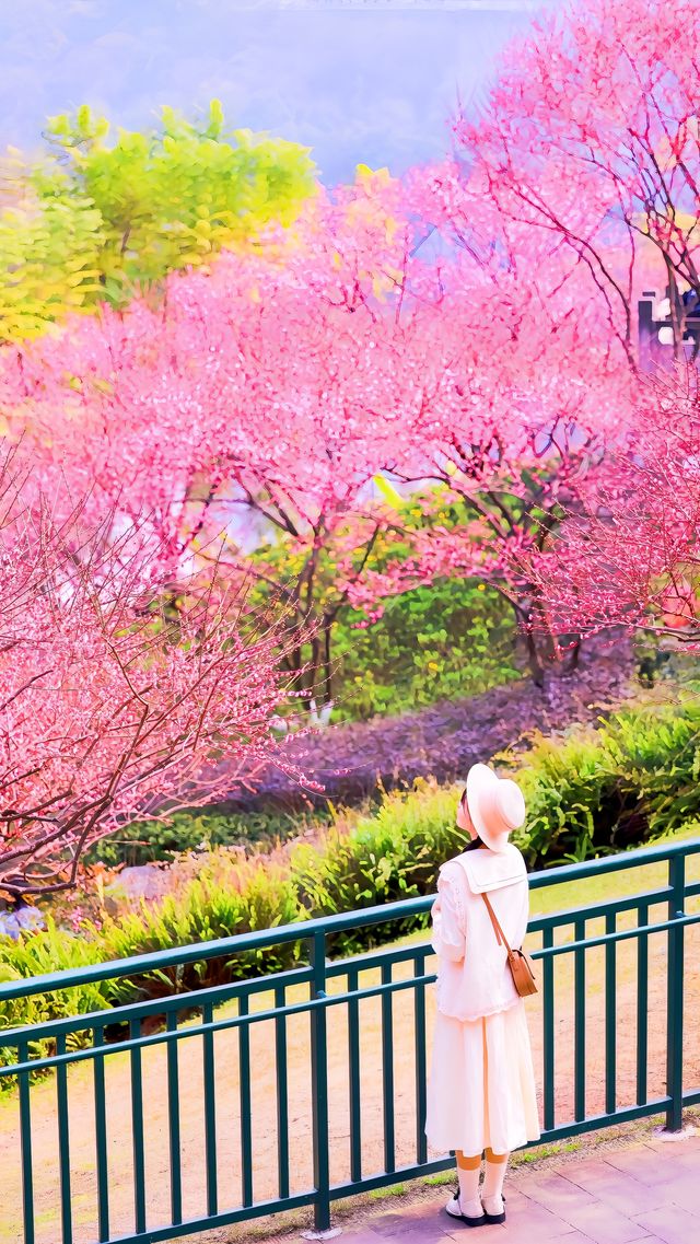 重慶春日賞花彩雲湖畔梅花盛放~攻略