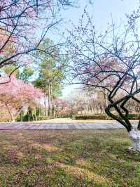 浙江義烏香雪報春園，松梅同框，清新雅致