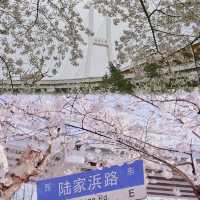 Shanghai Cherry Blossom Season