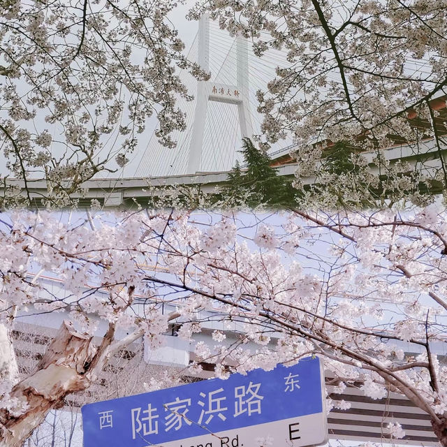 Shanghai Cherry Blossom Season