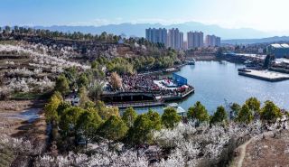 The cherry blossoms in Xixiang are about to bloom, this week!
