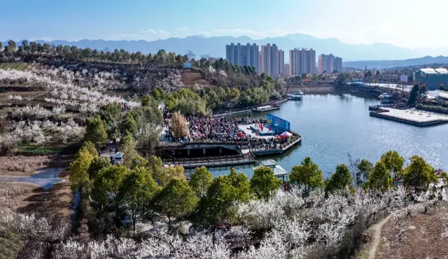 The cherry blossoms in Xixiang are about to bloom, this week!