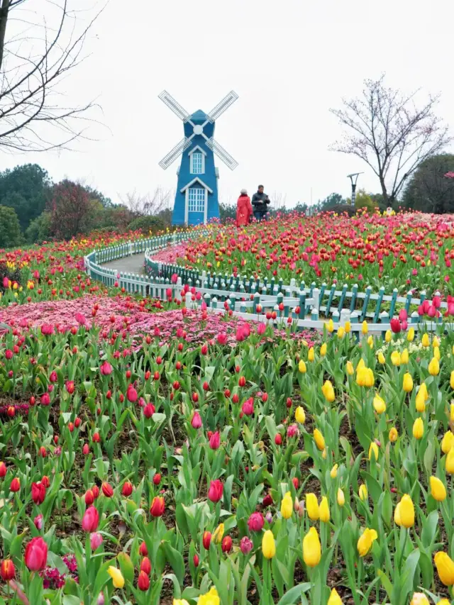 春の重慶花見コレクション第二弾——チューリップとケシ