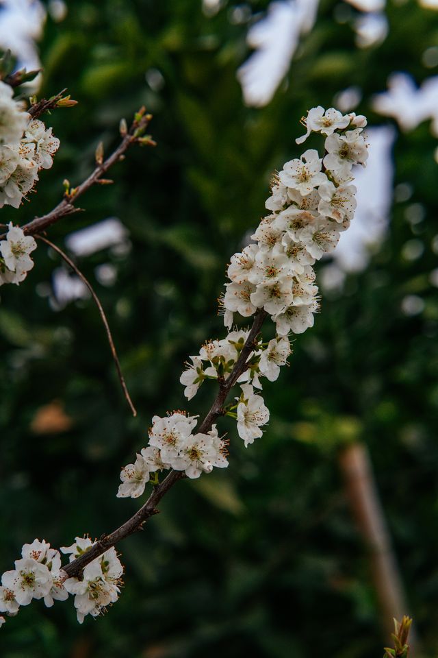 探秘：芷江也有春日賞花的人間仙境！