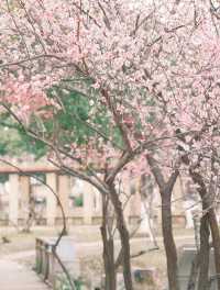 春天一定要去武漢感受粉紅色的浪漫