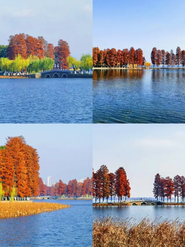 Wuhan, you are confused!! Why don't you promote this beautiful autumn-viewing park