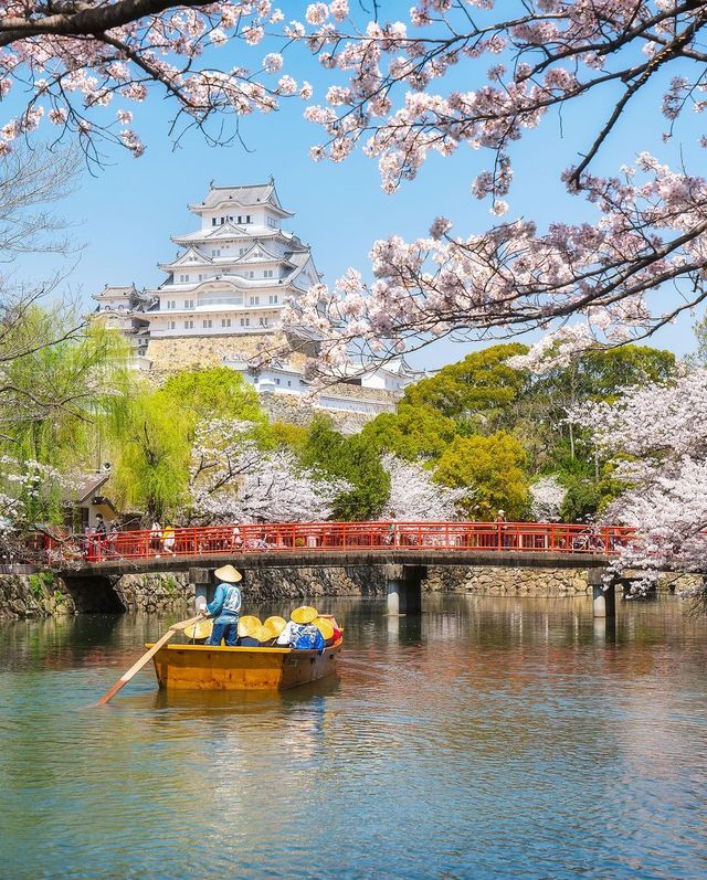 姫路城の桜🌸