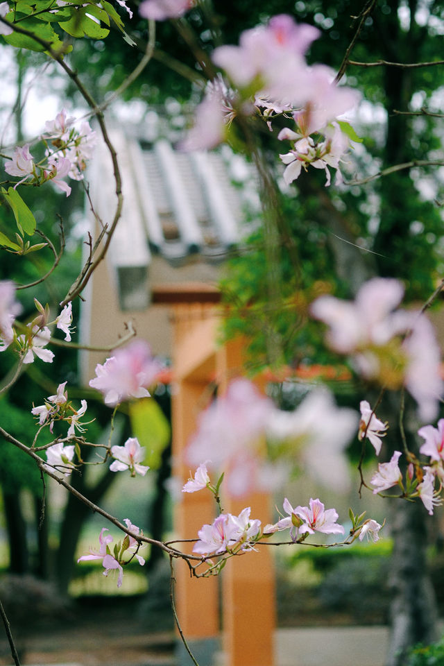 春遊記｜花開實況！大學城賞花踏青遛娃露營