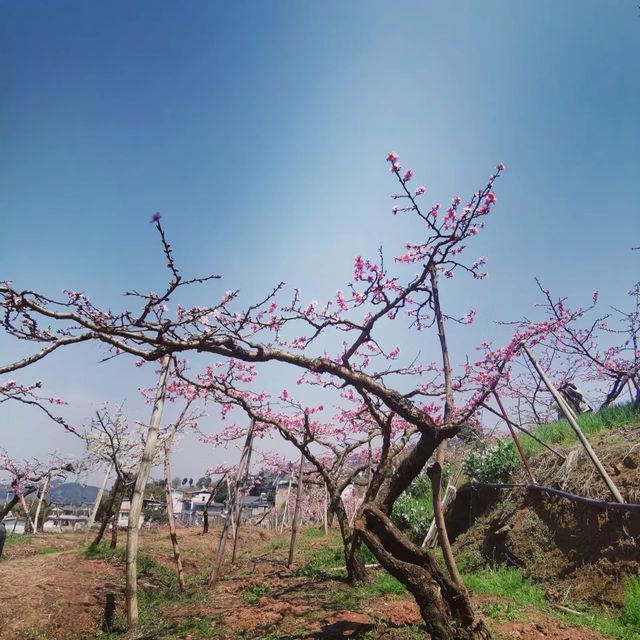 成都人賞花熱門之地