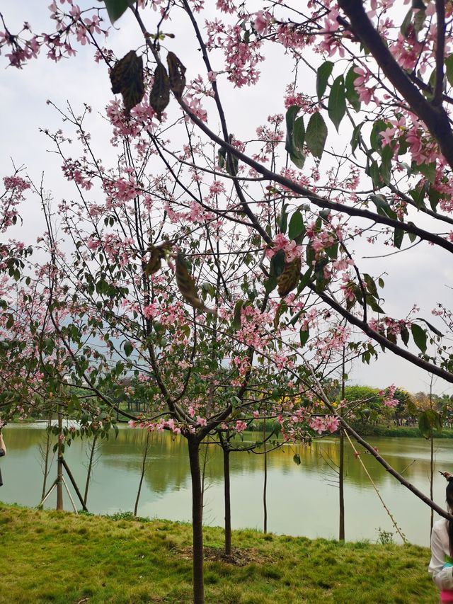 百花齊放才是春—肇慶七星岩的花都開了