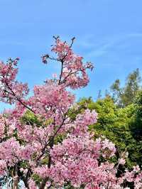 被99%廈門人忽略的櫻花園！（3月23日實況）