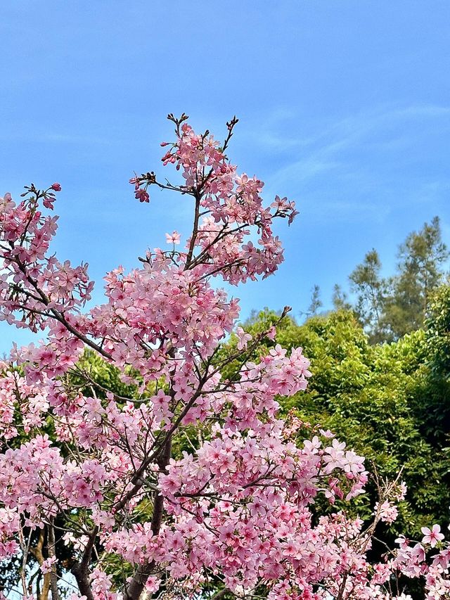 被99%廈門人忽略的櫻花園！（3月23日實況）
