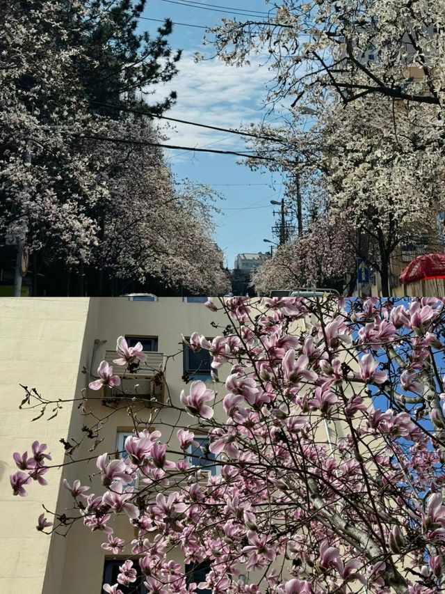 青島玉蘭花開啦錯過又要等一年