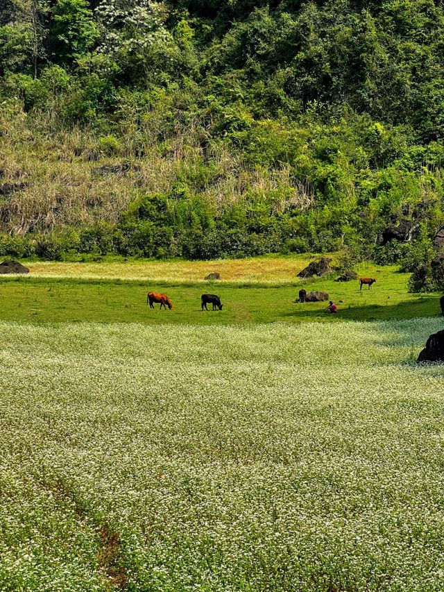 更望湖實況圖|枯水期 蕎麥花開 綠草地