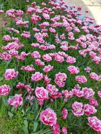福州沙灘公園賞花行