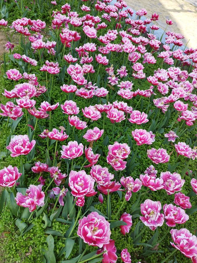 福州沙灘公園賞花行