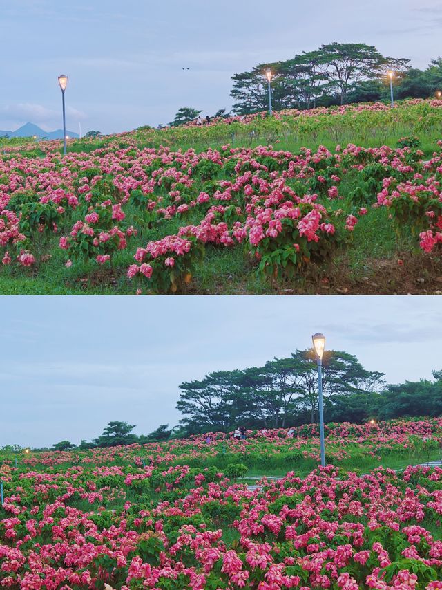 秋日油畫|免費拍照打卡|深圳初秋4大賞花地