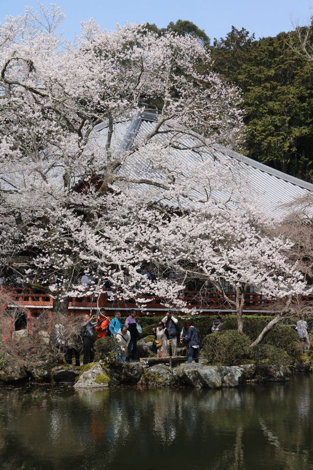 2024年京都賞櫻之旅3/30醍醐寺