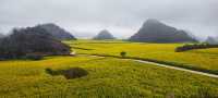 早春滇東南 溢彩天地間（四）：羅平油菜花海