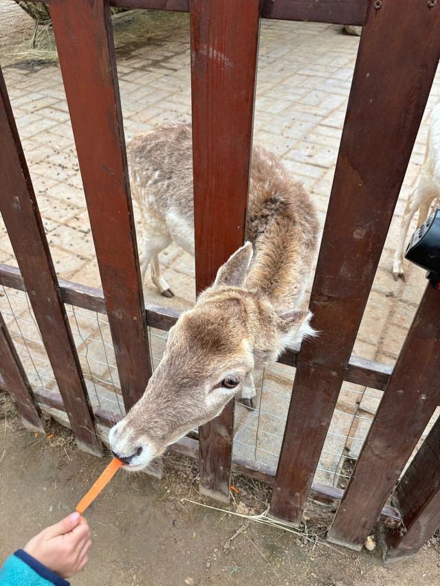 西安秦嶺野生動物園｜一日遊