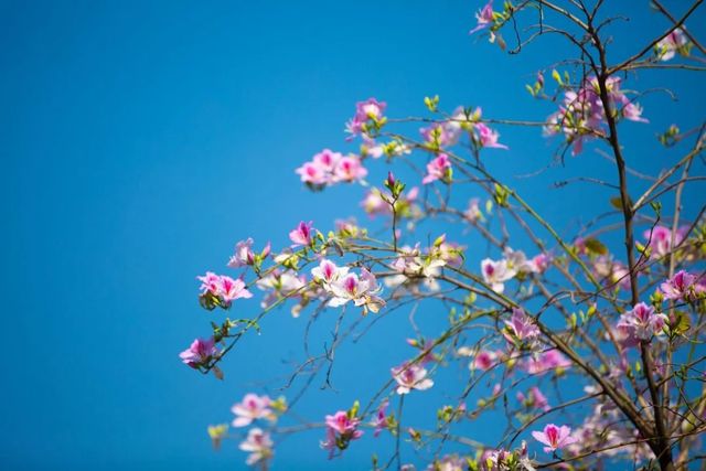 浪漫花海｜紫荆花開芳華濃 想和你一起邂逅浪漫三月