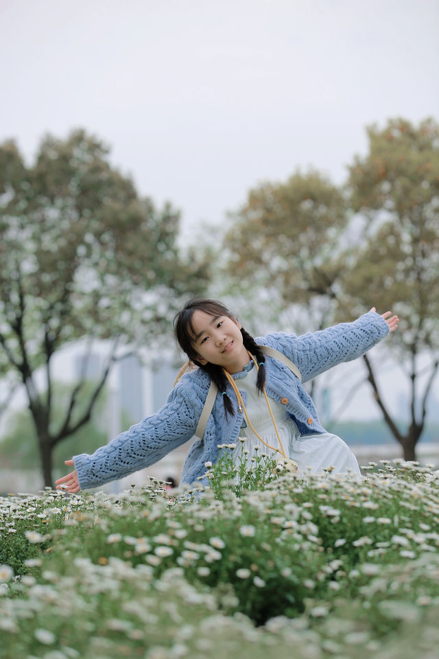 虞美人跟風失敗後，我拍到了絕美小雛菊！