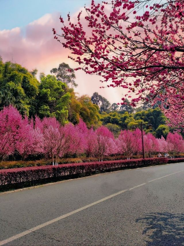 趁春日去賞花樂山綠心公園桃花已開