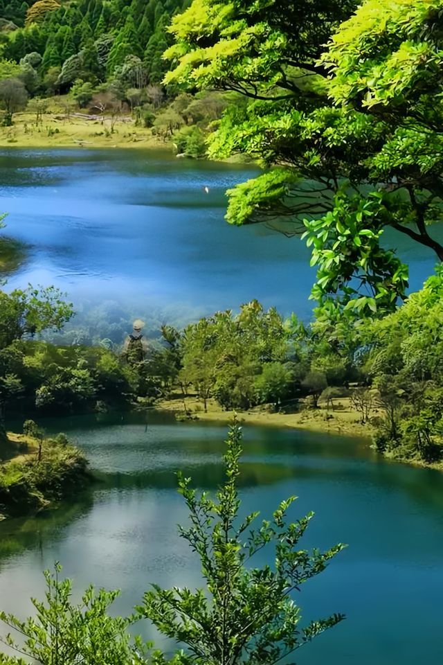 下個月‖廣東這個高山草甸滿山杜鹃花盛開～