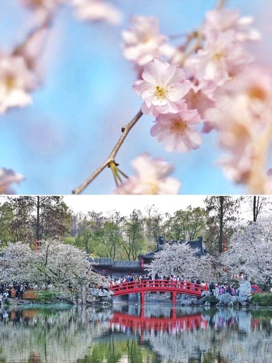 Wuhan Blossoms at East Lake🇨🇳♥️🌸