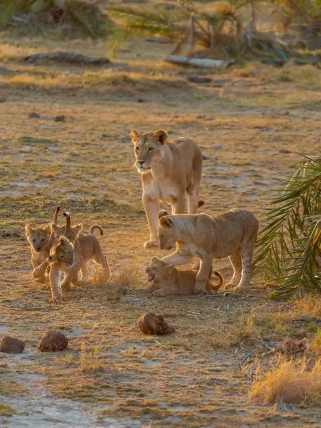 朱一龍同款非洲遊 | 在肯尼亞守護野生動物