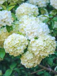 上海寶藏公園喜林草花海木繡球盛花期