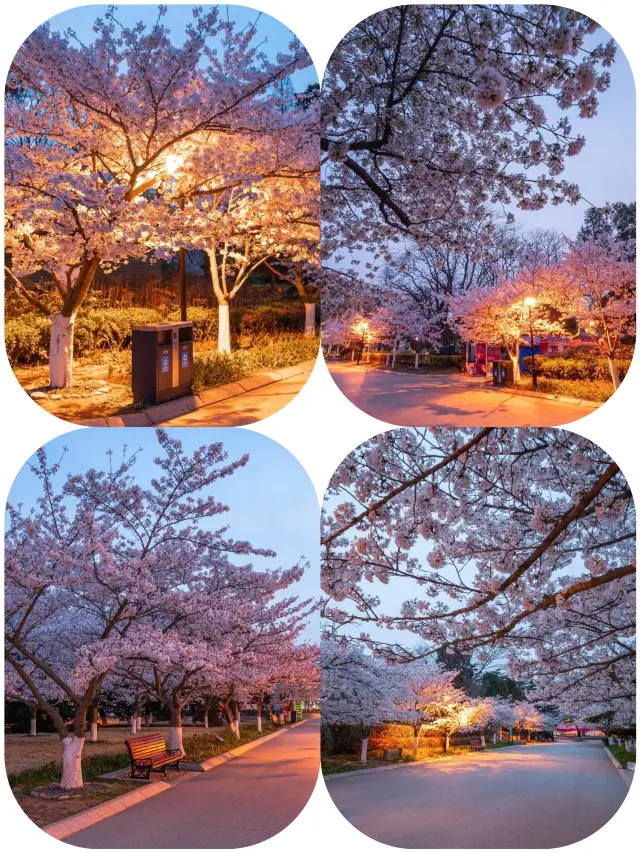 A ten-mile spring breeze is not as good as coming to Zhongshan Park to enjoy the cherry blossoms!