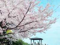 Nishi Hillside Sakura 