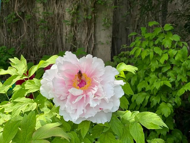 洛陽「網紅」牡丹合集來了!看哪朵戳中你的「心巴」? 洛陽「網紅」牡丹合集來了!看哪朵戳中你的「心巴」?