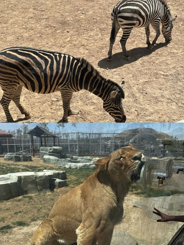 蘭州五一去哪裡玩？——蘭州野生動物園