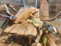 主城周末溜娃好去處｜綠色星球動物園