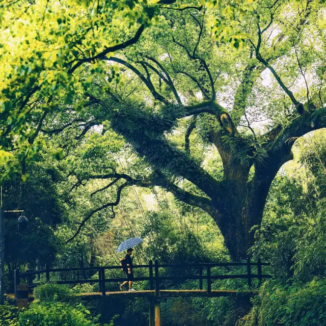 I really regret not coming to this 'art town' in Zhejiang earlier, where there are few people and beautiful scenery