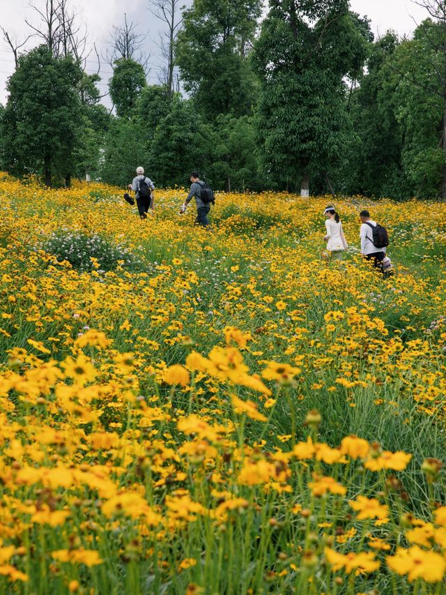 騎行尋寶！成都玉石濕地公園，邂逅超大規模花海