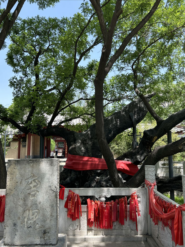 慕訪狄公故居，狄母手植千年古槐仍枝繁葉茂