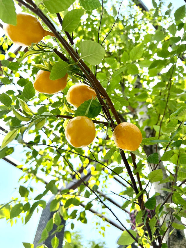徐滨江花窗又雙叕上新了夏日清新