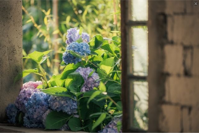 這個村的繡球花，才能稱作無盡夏的盛宴