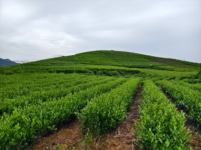 杭州龍坞茶村，一個悠然自得的地方
