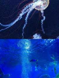 為了這一眼 我願意每年都來海洋館