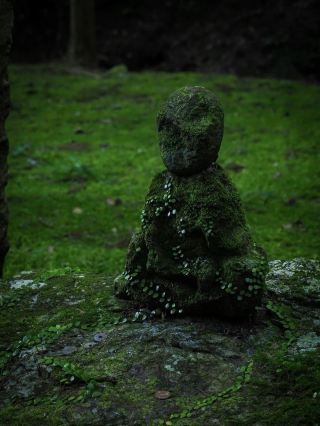 Come to the world of moss | Enjoy the oxygen