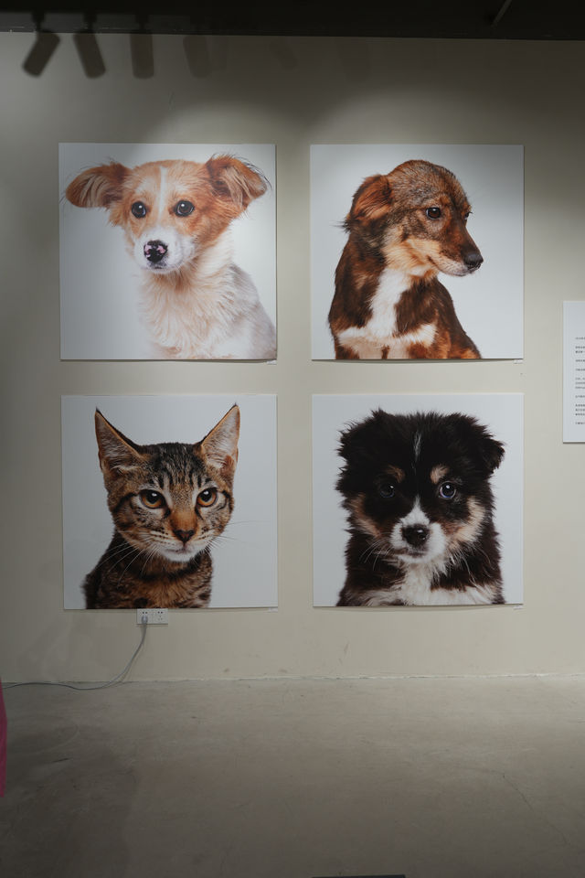 0元參觀寵物領養攝影展｜領養代替購買