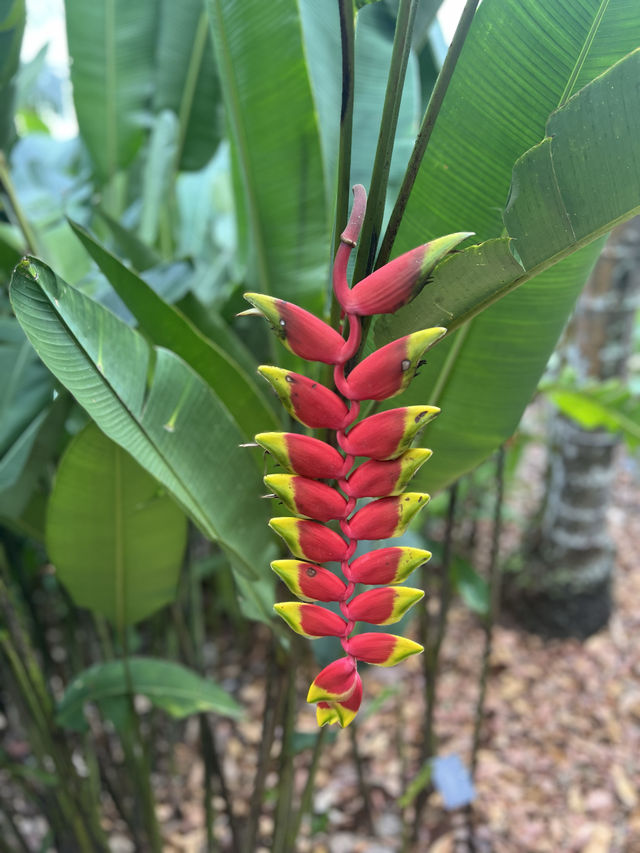 新加坡遊玩攻略——DAY 4 植物園、國立大學