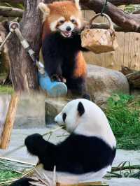 廈門靈玲國際馬戲城，一站式遊玩攻略