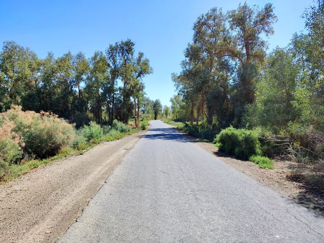 自駕139胡楊公路，深度感受南疆秘境